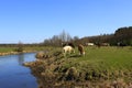 Cow goes near the river Royalty Free Stock Photo