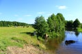 Cow goes in the river near the pasture Royalty Free Stock Photo