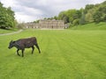 Cow in grand surroundings Royalty Free Stock Photo
