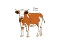 Cow in graphic style, and inscriptions, drawing illustration by Royalty Free Stock Photo