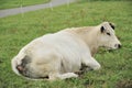 Cow on grass, ardennes