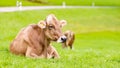 Cow on grass in Bavaria, Germany, Europe Royalty Free Stock Photo