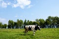 COW Royalty Free Stock Photo
