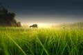 Cow with grass Royalty Free Stock Photo