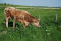 Cow grass greener elsewhere Royalty Free Stock Photo