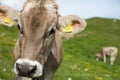 Cow  on Grass, Cow Head in focus and Backround out of focus. Shallow depth of field, and a second Cow out of focus in the Royalty Free Stock Photo