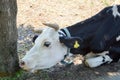 Cow on the grass, a cow lies Royalty Free Stock Photo