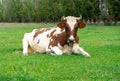 The Cow on grass