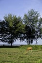 Cow in the grassy fields around North Rupat beach Royalty Free Stock Photo