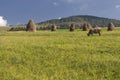 Cow graze in field Royalty Free Stock Photo