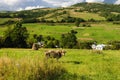 Cow graze in field Royalty Free Stock Photo
