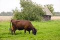 Cow graze meadow abandoned building apple tree. Royalty Free Stock Photo