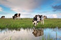 Cow graze on pasture by river Royalty Free Stock Photo