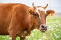 A cow grazes in a flower meadow Royalty Free Stock Photo