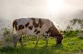 A cow grazes on a green meadow near a lake Royalty Free Stock Photo