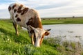 A cow grazes on a green meadow near a lake Royalty Free Stock Photo