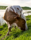 A cow grazes on a green meadow near a lake Royalty Free Stock Photo