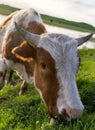 A cow grazes on a green meadow near a lake Royalty Free Stock Photo