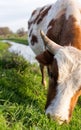 A cow grazes on a green meadow near a lake Royalty Free Stock Photo