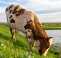 A cow grazes on a green meadow near a lake Royalty Free Stock Photo