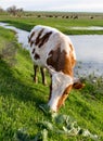 A cow grazes on a green meadow near a lake Royalty Free Stock Photo