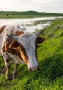 A cow grazes on a green meadow near a lake Royalty Free Stock Photo