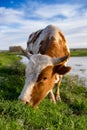 A cow grazes on a green meadow near a lake Royalty Free Stock Photo