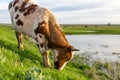 A cow grazes on a green meadow near a lake Royalty Free Stock Photo