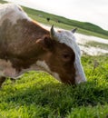 A cow grazes on a green meadow near a lake Royalty Free Stock Photo