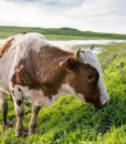 A cow grazes on a green meadow near a lake Royalty Free Stock Photo