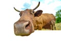 A cow grazes in a meadow against a cloudy blue sky, wide-angle close-up photo, 3d illusion that head sticks out