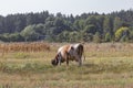 A cow grazes in the meadow