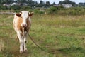 Cow grazes in a meadow