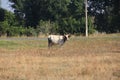 Cow grazes in a meadow with dried grass Royalty Free Stock Photo