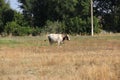 Cow grazes in a meadow with dried grass Royalty Free Stock Photo