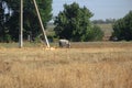 Cow grazes in a meadow with dried grass Royalty Free Stock Photo