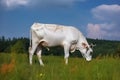 Cow grazes in a meadow and eats grass, animal and pet, illustration. Generative AI Royalty Free Stock Photo