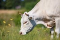 Cow grazes in a meadow and eats grass, animal and pet, illustration. Generative AI Royalty Free Stock Photo
