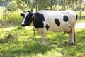 Cow grazes in a meadow in summer Royalty Free Stock Photo