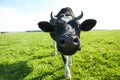 Cow grazes in a meadow in summer Royalty Free Stock Photo