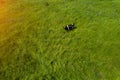 Cow grazes in the meadow, top view Royalty Free Stock Photo