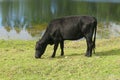Cow grazes near the pond Royalty Free Stock Photo