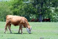 A Cow Grazing Royalty Free Stock Photo