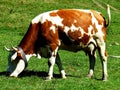 Cow grazing Royalty Free Stock Photo