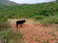 a cow grazing