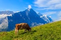 Cow grazing on alpine meadow on First Mountain high above Grindelwald, Switzerland Royalty Free Stock Photo