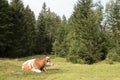 Cow grazing on alpine meadow, Slovenia. Royalty Free Stock Photo