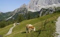 a brown with white cow grazing in the Austrian Alps of the Dachstein region (Austria) Royalty Free Stock Photo