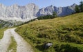 a cow grazing in the Austrian Alps of the Dachstein region (Neustatt valley, Styria in Austria) Royalty Free Stock Photo