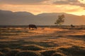 A cow grazing on an autumn field on the background of a mountain landscape and a setting sun Royalty Free Stock Photo